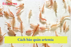 cách bảo quản artemia